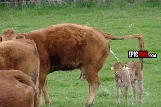 parenting-fail-calf-peed-on.jpg