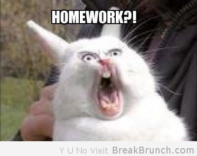 what-homework-funny-animal-picture.jpg