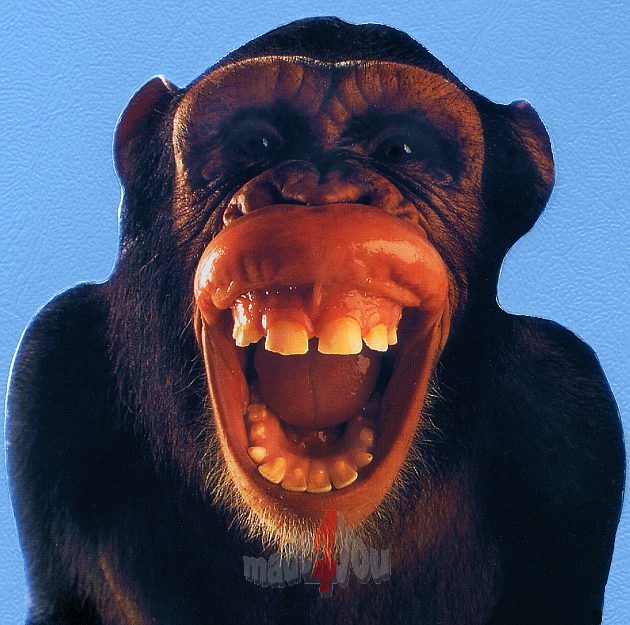 Affe.jpg