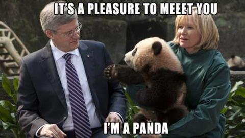 im panda.jpg