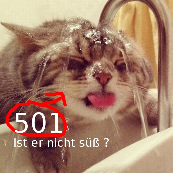 501 katze.jpg