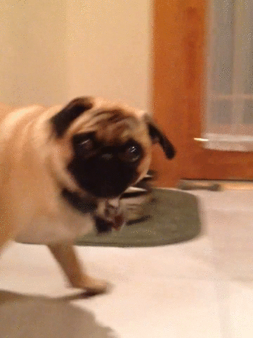 pug-you-talkin-to-me.gif